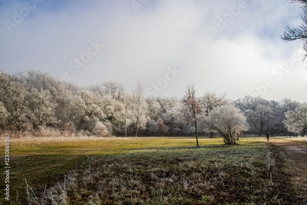 Fototapeta Cencellada en Espinosa
