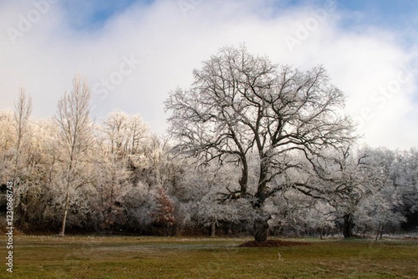 Fototapeta Cencellada en Espinosa