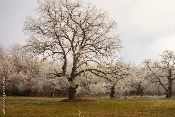 Fototapeta Cencellada en Espinosa