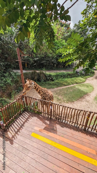 Obraz Giraffe Leaning Over Wooden Deck Railing