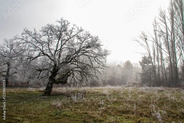 Fototapeta Cencellada en Espinosa