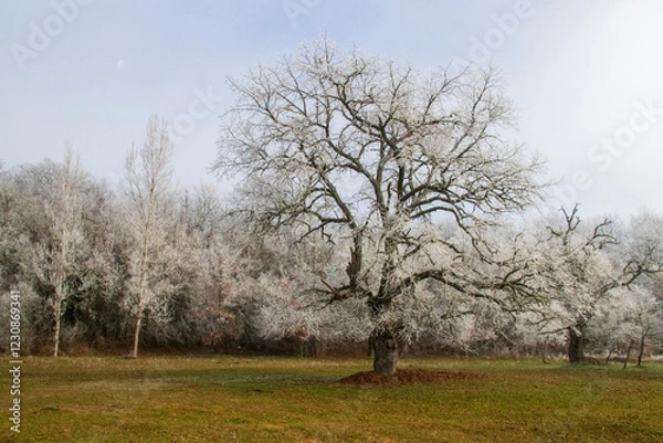 Fototapeta Cencellada en Espinosa