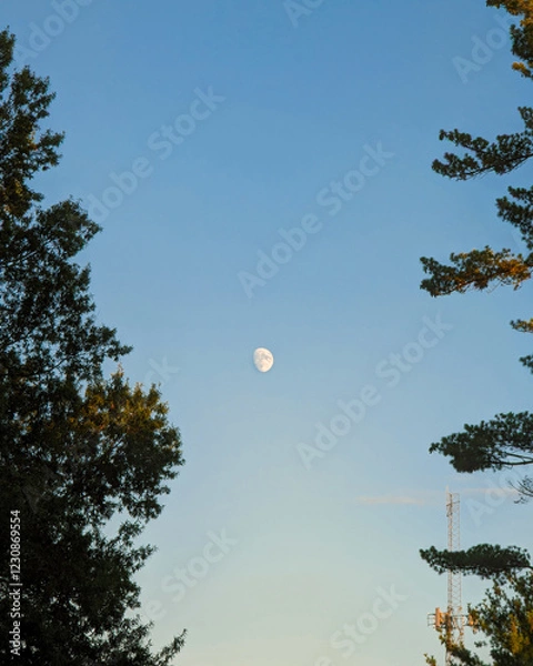 Obraz Crescent Moon Through the Trees