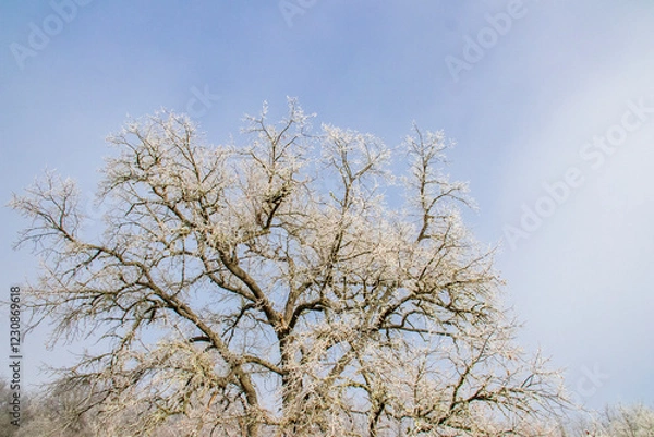 Fototapeta Cencellada en Espinosa