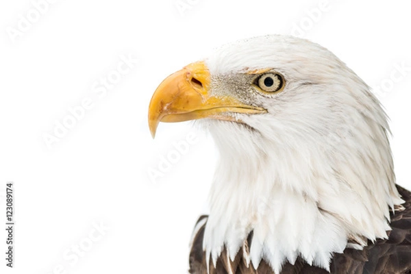Fototapeta Bald Eagle in Snow