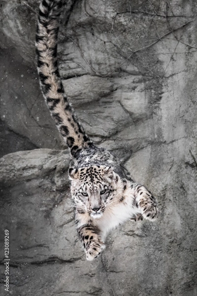 Fototapeta Snow Leopard Wall Bounce