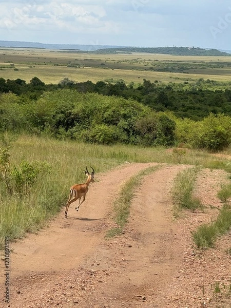 Obraz Impala crossing