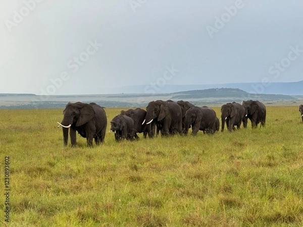 Obraz elephants in the savannah