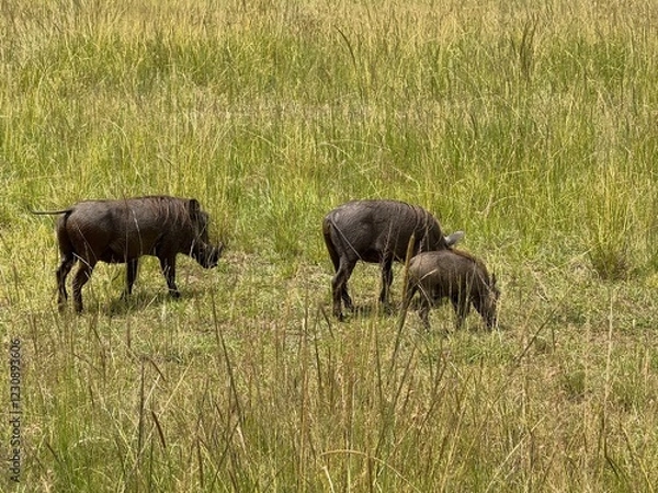 Obraz warthog in the wild