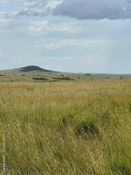 Obraz dunes and grass