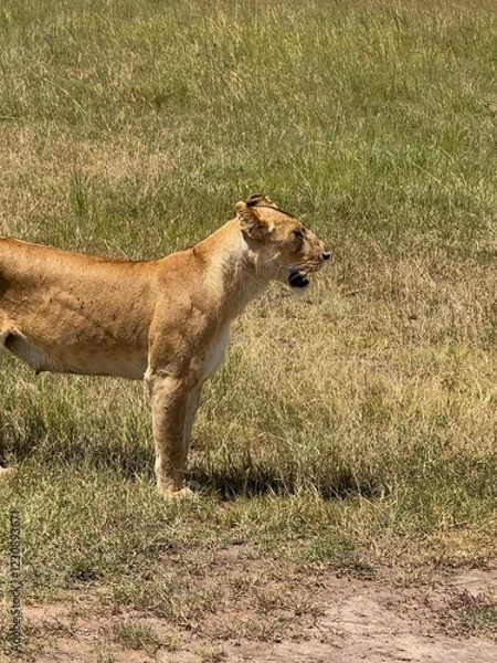 Obraz lioness in the grass