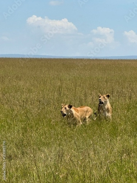 Obraz Lions in the field