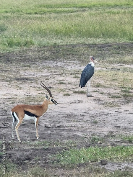 Obraz impala in the savannah