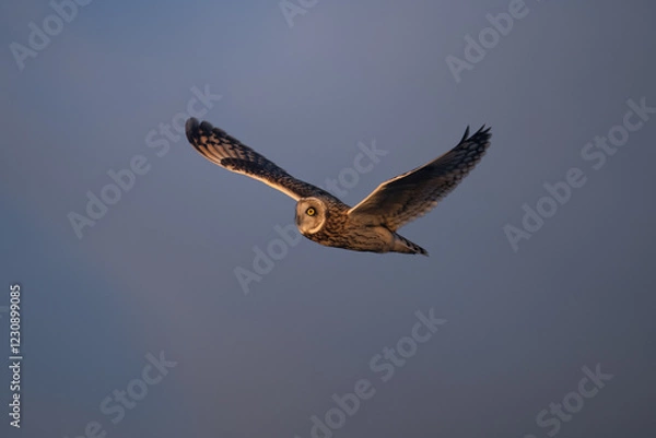 Obraz Short-eared owl in flight