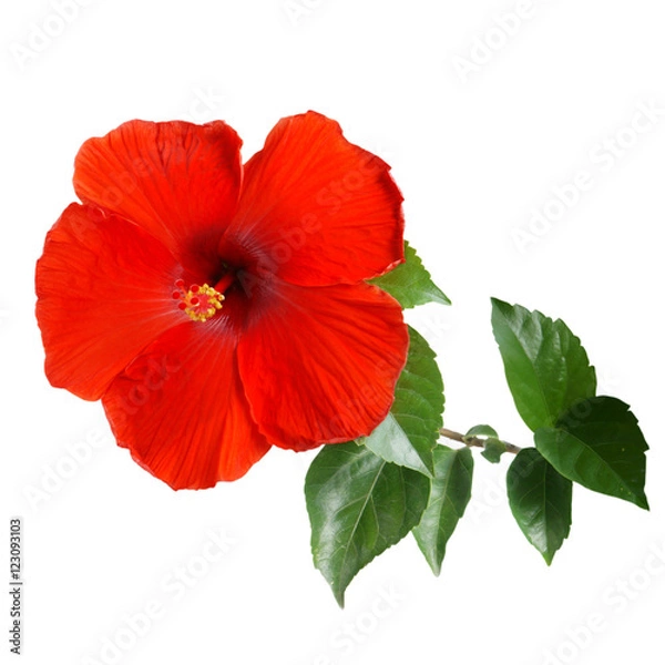 Obraz Red Hibiscus on white background with path