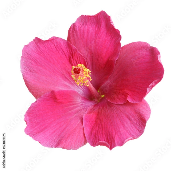 Obraz Pink Hibiscus on white background with path