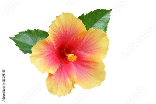 Obraz Yellow-pink Hibiscus on white background with path