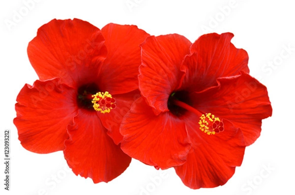 Obraz Red Hibiscus on white background with path