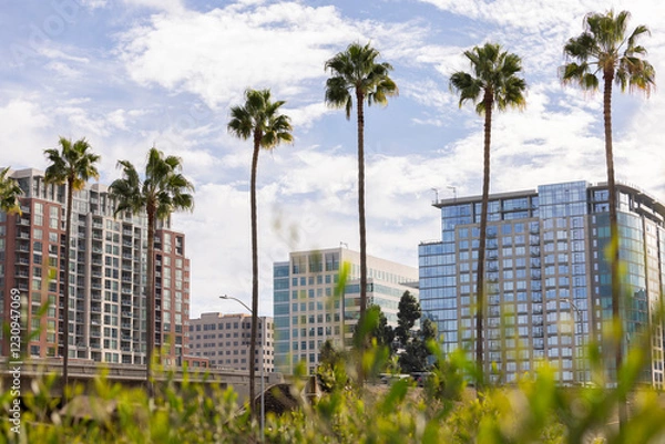 Fototapeta Palm framed view of the downtown skyline buildings of San Jose, California, USA.
