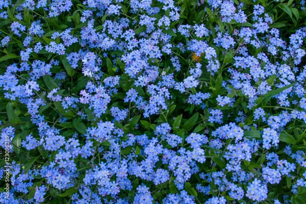 Obraz Niezapominajki