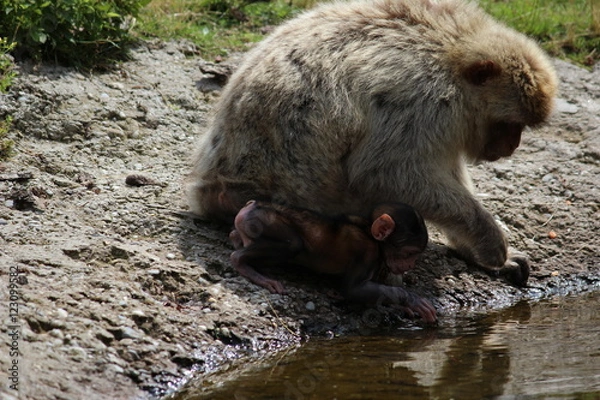 Fototapeta Affenmutter mit Kind