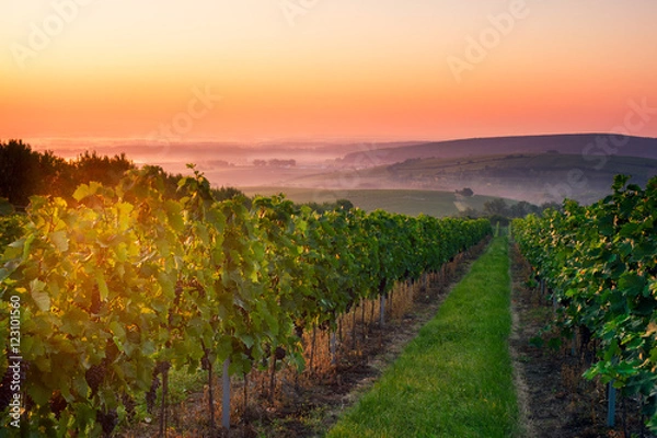 Obraz Sunrise over vineyeard