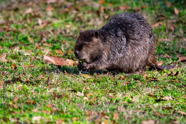 Obraz Beaver along a pond