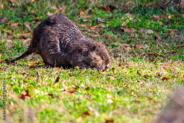 Obraz Beaver along a pond