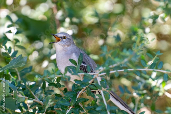 Fototapeta mockingbird talking