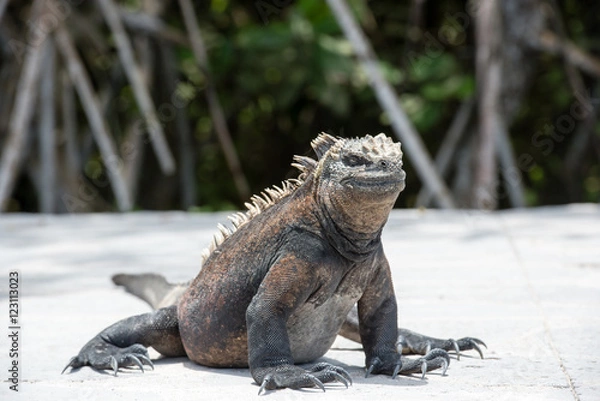 Obraz ウミイグアナ