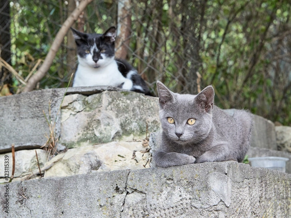 Obraz Group Homeless Cats