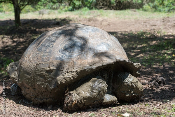 Fototapeta ゾウガメ