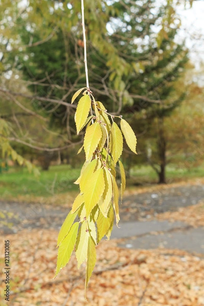Obraz with yellow leaves branch