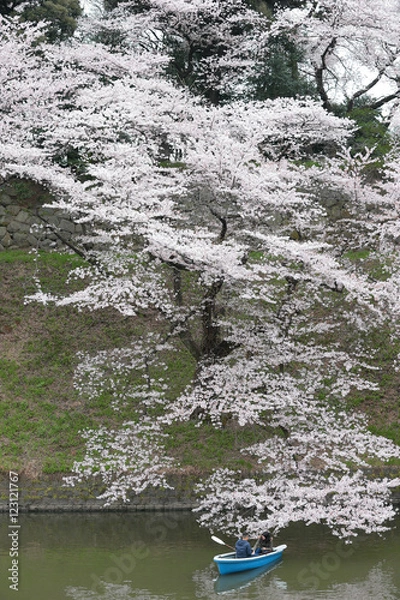 Fototapeta お堀のサクラ