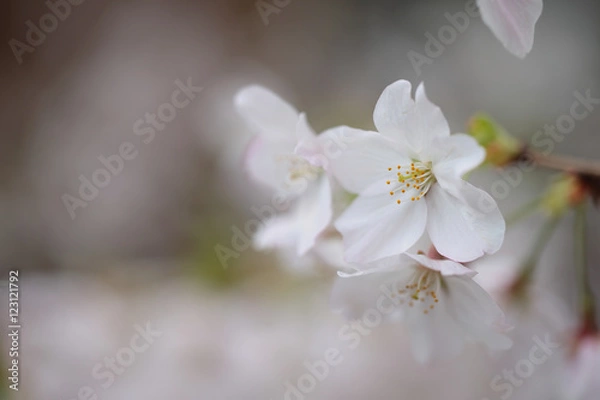 Fototapeta サクラ