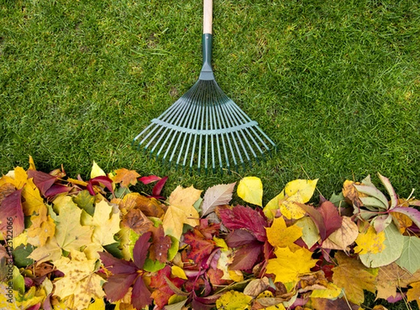 Fototapeta Rake on a wooden stick and Colored  autumn foliage. Collecting grass clippings. Garden tools.