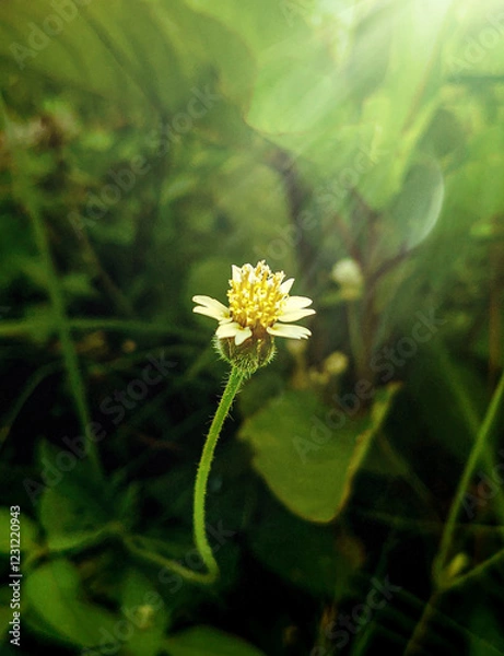 Obraz Beautiful Small Flowers Between Sunlit Dresses