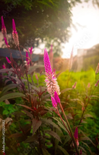 Fototapeta Beautiful Small Flowers Between Sunlit Dresses