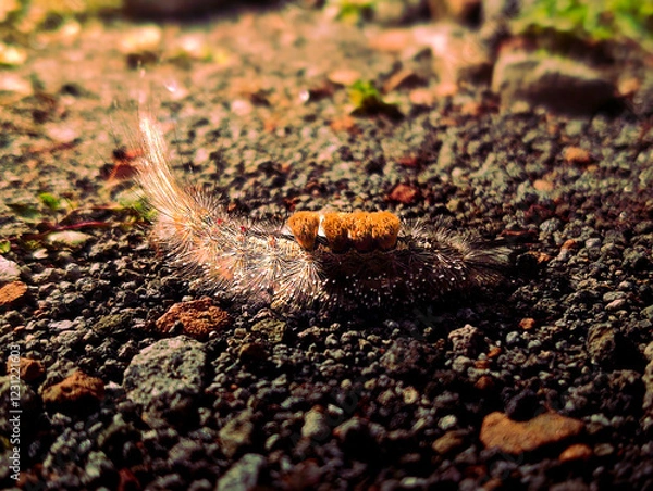 Obraz Caterpillars Walk Among Small Pebbles