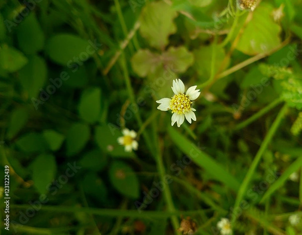 Fototapeta Beautiful Small Flowers Between Sunlit Dresses