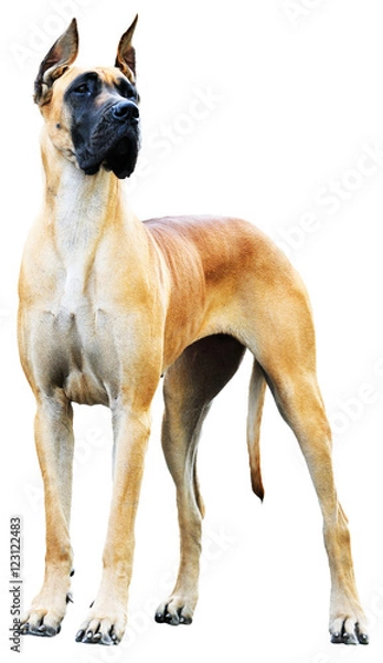 Obraz Great Dane Dog