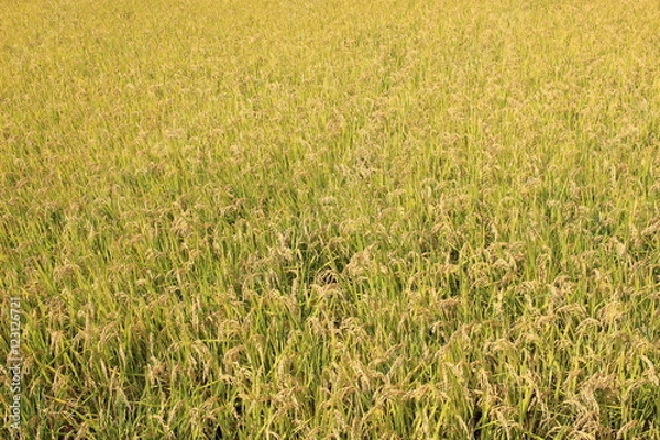 Obraz 黄金色の田