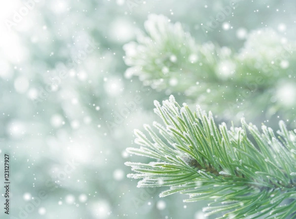 Obraz Winter natural background with pine branches in the frost