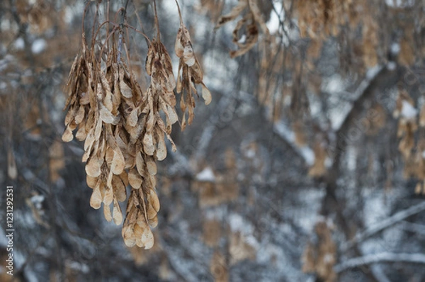 Obraz Maple seeds
