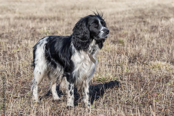 Obraz Spaniel