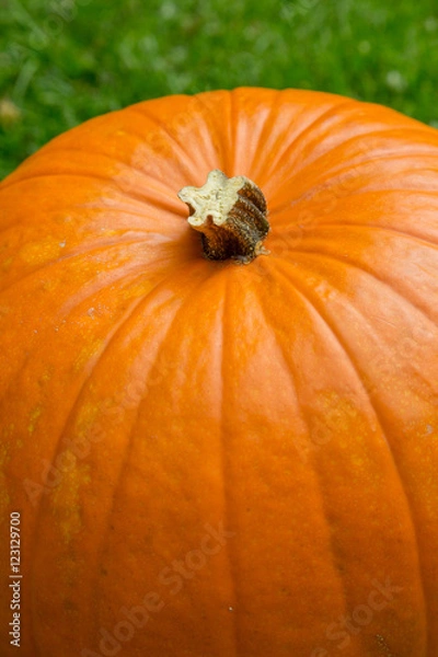 Fototapeta Pumpkin background