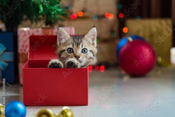Obraz Cute kitten in christmas.