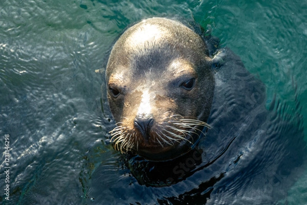 Fototapeta Close up of head of sea lion (Zalophus californianus) close to a dock in the harbor of Monterey Bay (fisherman's warf), California USA