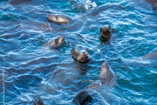 Fototapeta Group of sea lions (Zalophus californianus) in the water of the pacific ocean  close to a dock in the harbor of Monterey Bay (fisherman's warf), California USA