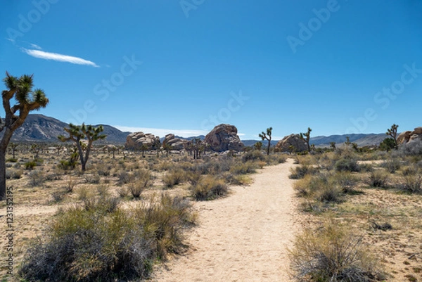 Fototapeta Trail in desert landscape of Joshua trees in skull rock area of Joshua Tree National Park, California USA